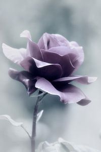 een roos.... van Yvonne Blokland