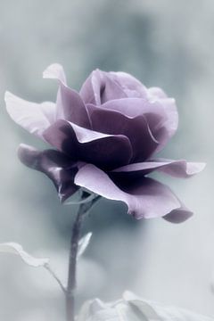 a rose ..... sur Yvonne Blokland