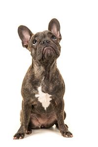 Franse bulldog pup / French bulldog looking up sur Elles Rijsdijk