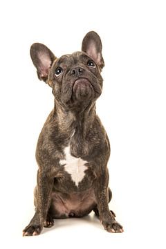 Franse bulldog pup / French bulldog looking up von Elles Rijsdijk