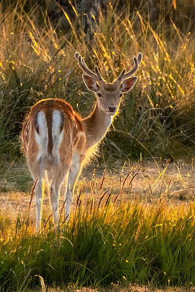 Investigating fallow deer in the late evening sun by Bep van Pelt- Verkuil