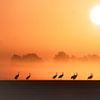 Cranes at sunrise by Tanja Riedel