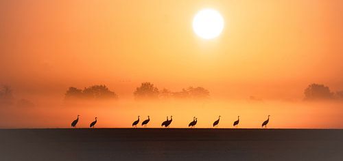 Les grues au lever du soleil