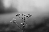 Fleur d'hiver en noir et blanc