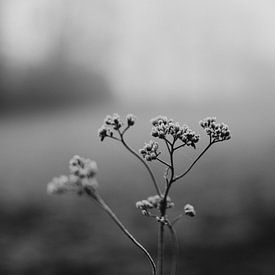 Winterblume in Schwarz und Weiß von Eke Salomé