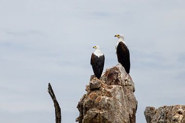 Eagles van Nicoline Hoeve
