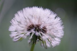 dandelion by Tania Perneel