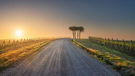 Route of the via Francigena. Pine trees at sunset in Torrenieri by Stefano Orazzini