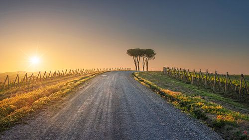 Route van de via Francigena. Pijnbomen bij zonsondergang in Torrenieri