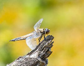 Dragonfly resting on a branch by Evelien van der Horst