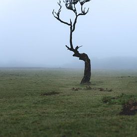 Brouillard à Fanal, Madère avec arbre sur Jens Sessler