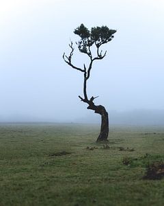 Brouillard à Fanal, Madère avec arbre sur Jens Sessler
