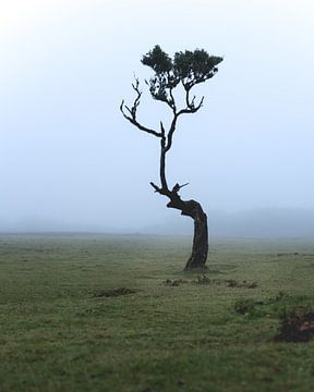 Nebel in Fanal, Madeira mit Baum