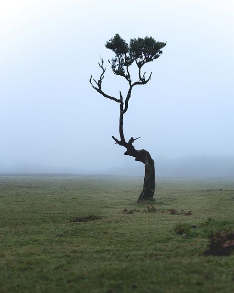 Nebel in Fanal, Madeira mit Baum von Jens Sessler