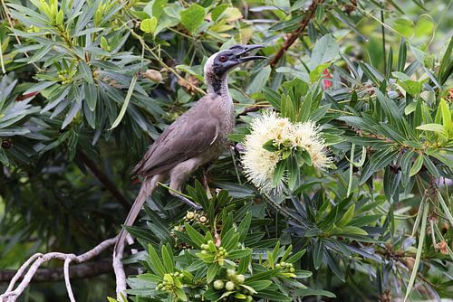 zilvergekroonde broedvogel (Philemon argenticeps) Queensland, Australië