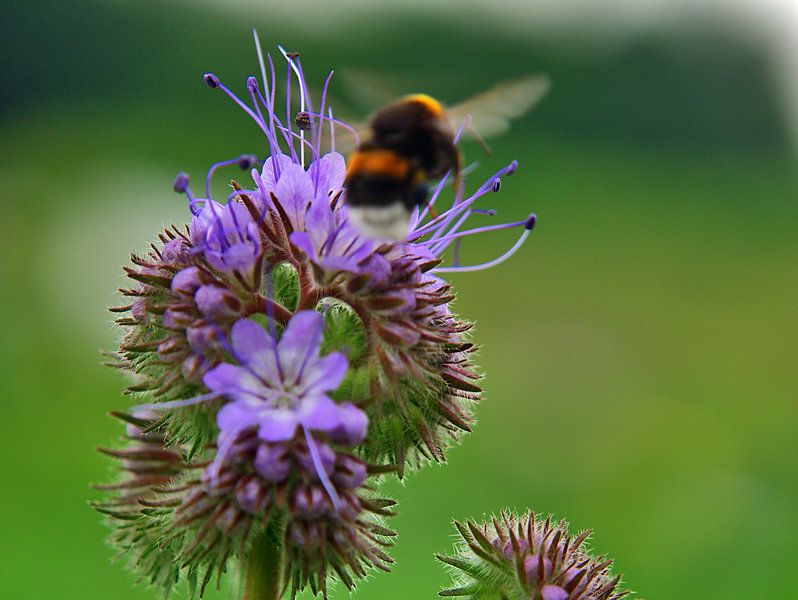 Bienenfreund 2 van Edgar Schermaul