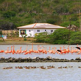 Flamingos von Bianca Arkesteijn