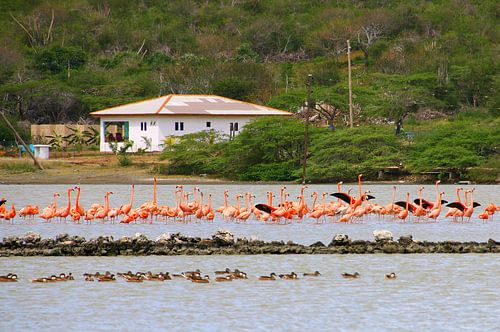 Flamingo's van Bianca Arkesteijn