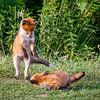 Fox jump by gea strucks