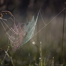 Das Spinnennetz von Sergej Nickel