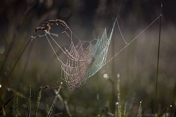 Das Spinnennetz