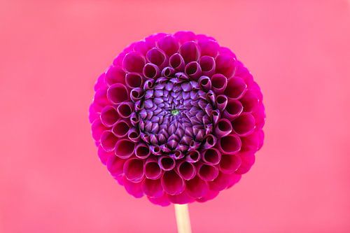 Liebe zur Dahlie „'’s Pink“ von Cindy Mulder