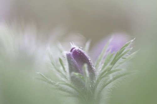 Pulsatilla, wildemanskruid -liggend-