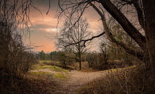 Walking path nature reserve Tenellaplas Oostvoorne