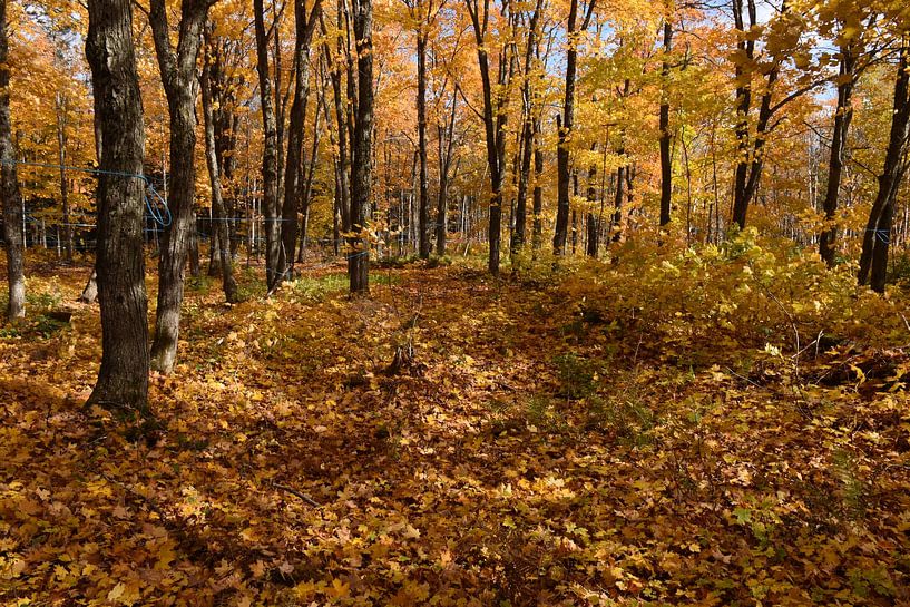 A sugar bush in autumn by Claude Laprise