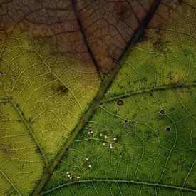 Not all the leaves are brown, yet... van Lex Schulte