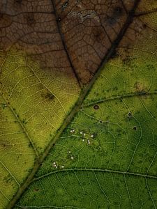 Not all the leaves are brown, yet... van Lex Schulte