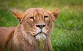 Porträt einer Löwin in der Natur von Triki Photography