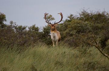 King at the top of the hill by Wesley Klijnstra