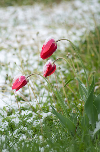 Rode tulpen onder de late voorjaarssneeuw – verticale close-up