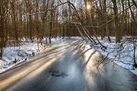 Sonnenstrahlen im Wasserschleifenwald von ChrisWillemsen Miniaturansicht