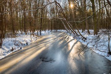 sunbeams in a winter with snow in the Waterloopbos, a forest where old scale models of waterworks ca by ChrisWillemsen