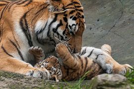 Siberische Tijger : DierenPark Amersfoort