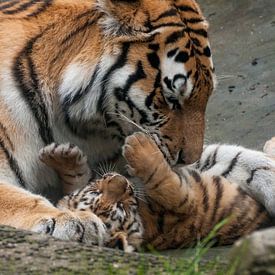 Tigre de Sibérie : Parc animalier d'Amersfoort sur Loek Lobel