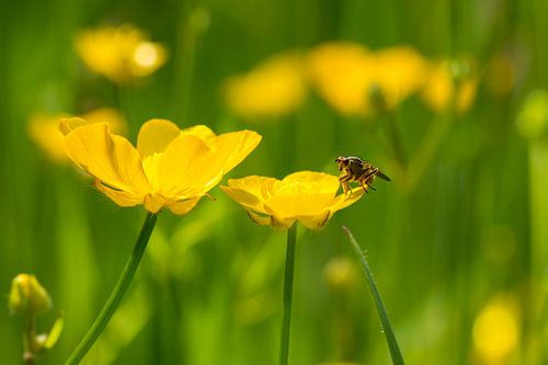 Boterbloemen als rustplaats voor het vliegje