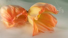 Orangefarbene Tulpen auf einem Bett aus Rauch von Marjolijn van den Berg