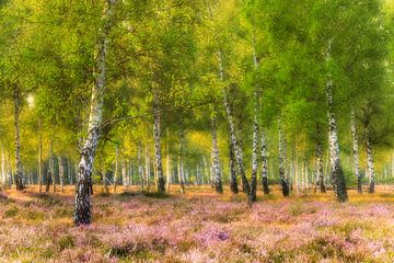 Heather and birches in the morning light by Daniela Beyer