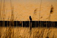 Cormorant in sunset 2