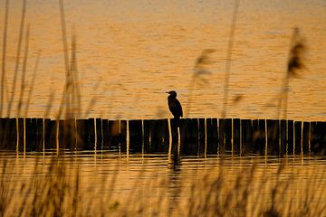 Cormorant in sunset 2
