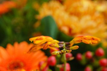 Nahaufnahme der Blume in der Farbe Orange. Grüntöne im Hintergrund
