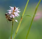 Hoverfly von Ingrid Ronde Miniaturansicht