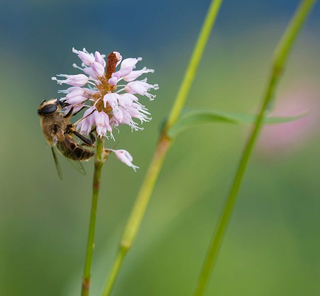 Hoverfly von Ingrid Ronde