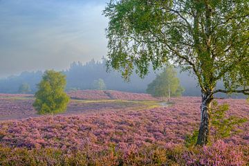 Bloeiende heideplanten in heidelandschap met berkenbomen