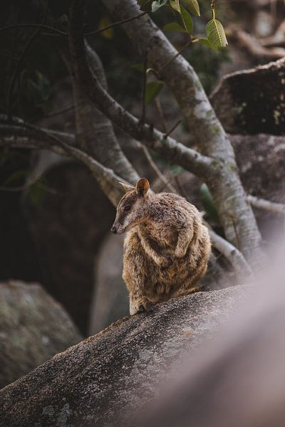 Rock Wallabies of Magnetic Island: A Unique Encounter by Ken Tempelers