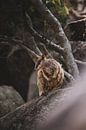Rock Wallabies of Magnetic Island: A Unique Encounter by Ken Tempelers thumbnail