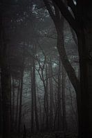 Bomen en mist I